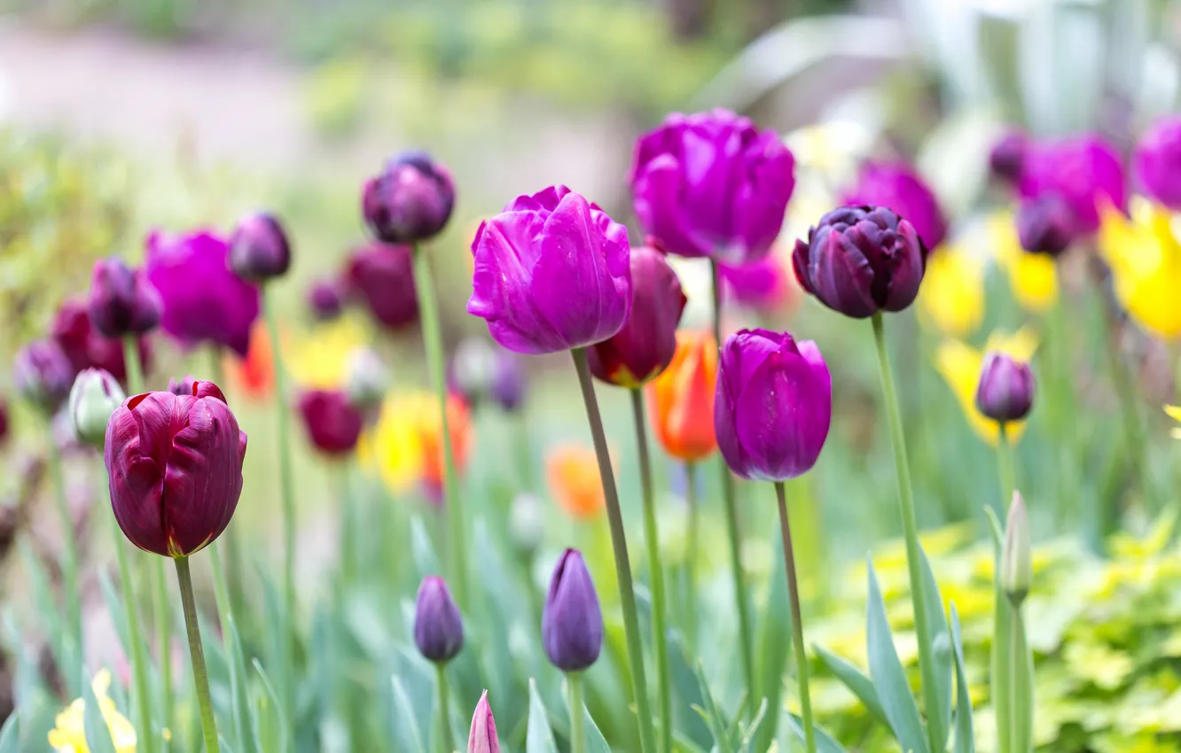 Photo wallpaper flowers, spring, tulips, buds, flowerbed, different, lilac, Burgundy
