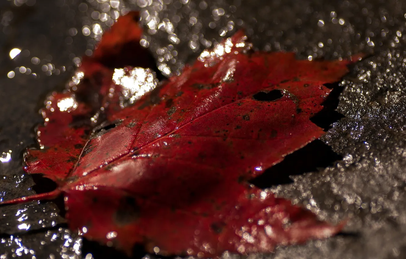Photo wallpaper leaves, water, macro