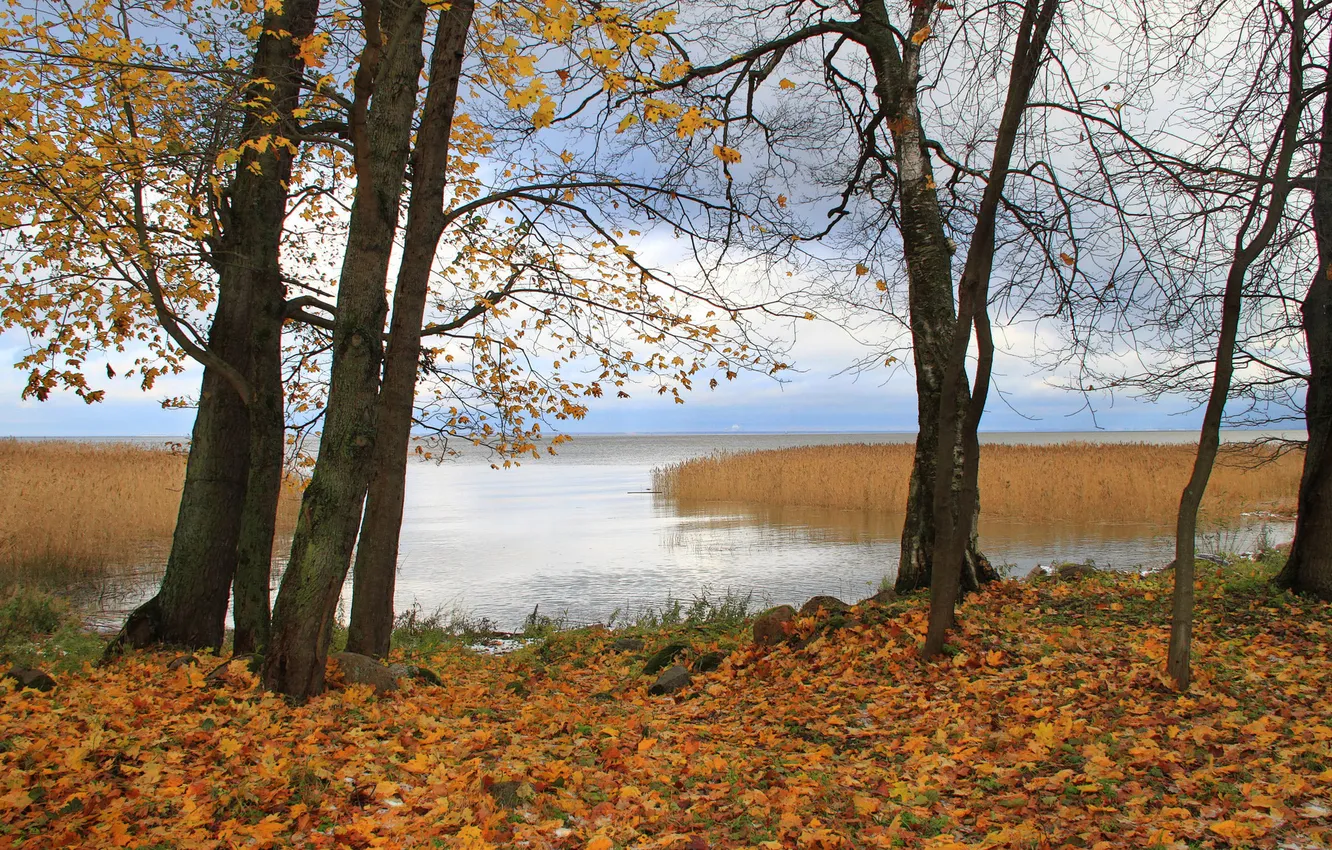 Photo wallpaper autumn, leaves, water, trees, nature, autumn Wallpaper