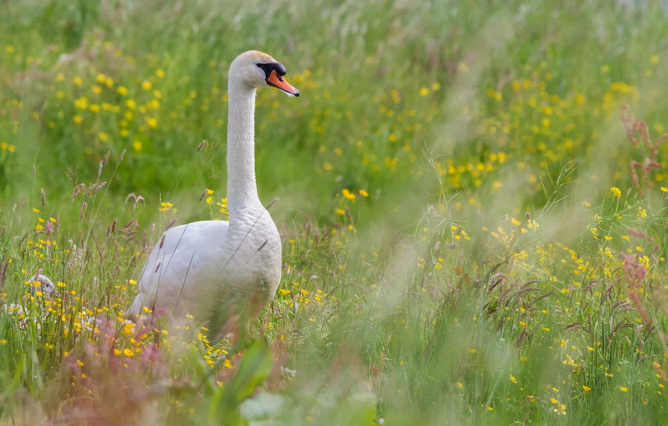 Photo wallpaper summer, bird, swans
