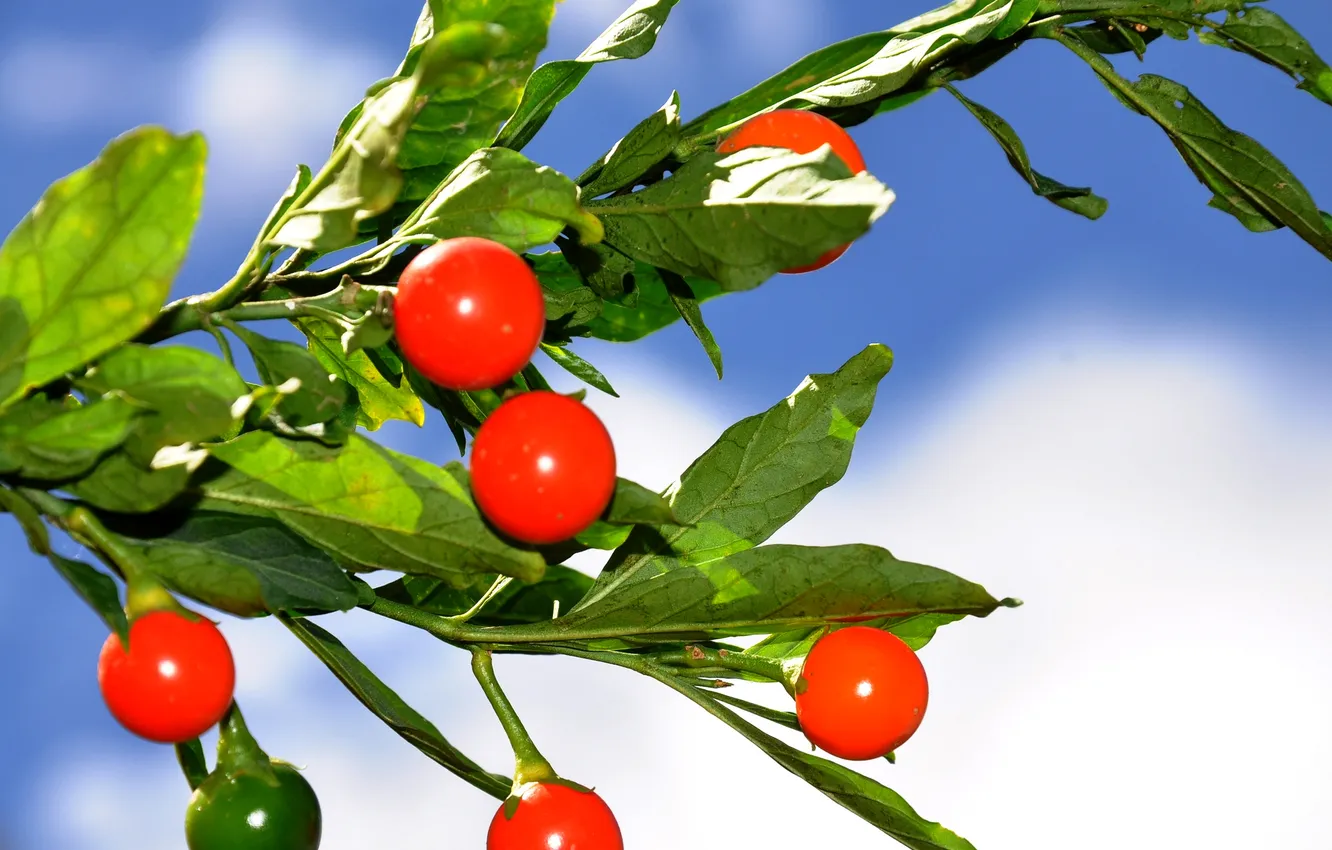 Photo wallpaper leaves, branches, nature, berries