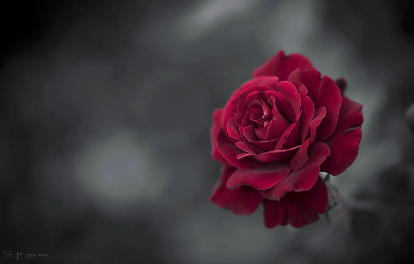 Photo wallpaper rose, flowering, Branimir Kuzman