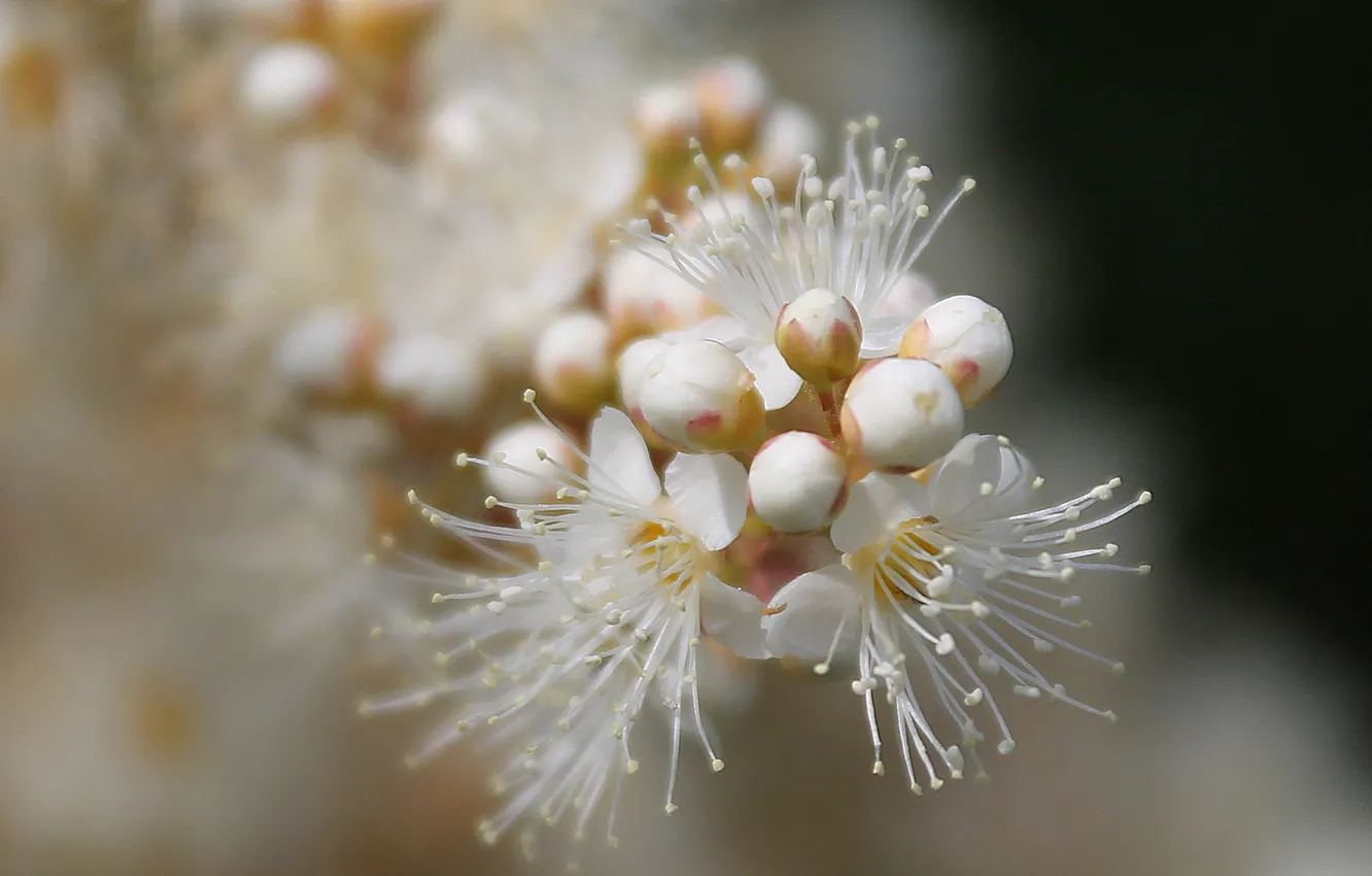 Photo wallpaper flowers, white, a Fieldfare