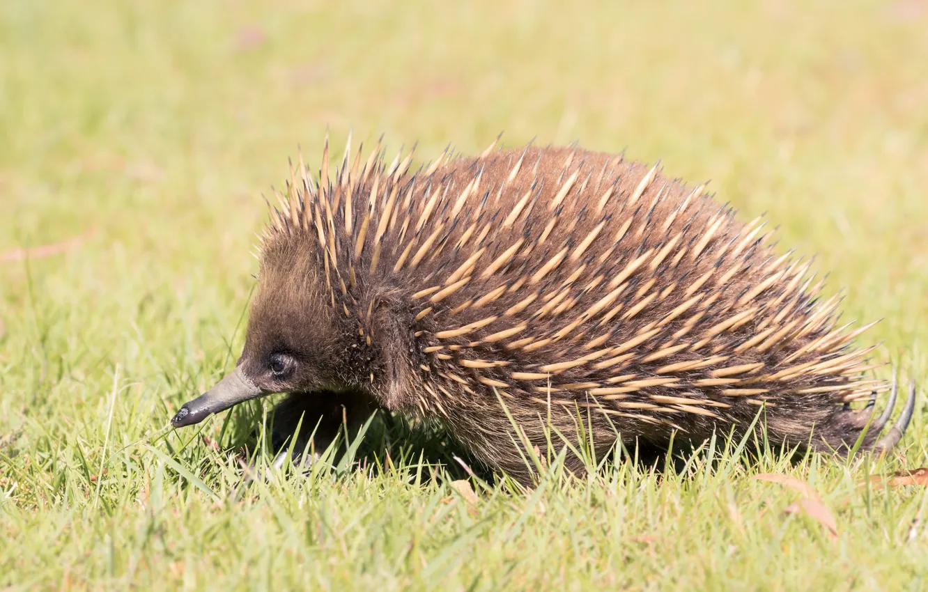 Photo wallpaper field, barb, echidna