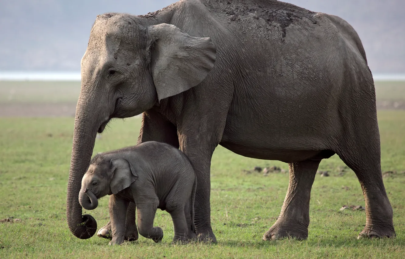 Photo wallpaper elephant, mother, young elephant