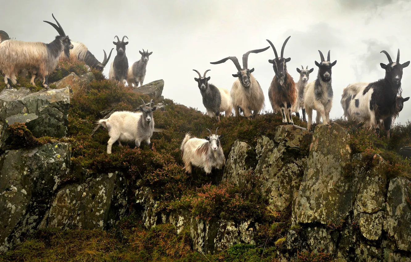 Photo wallpaper people, goats, Wales, United Kingdom, Gwynedd