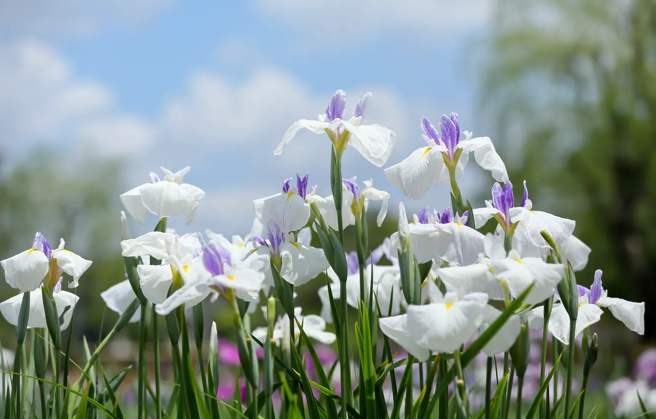 Photo wallpaper petals, white, irises
