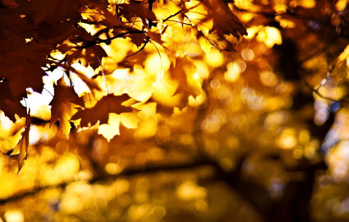 Photo wallpaper autumn, leaves, branches, bokeh