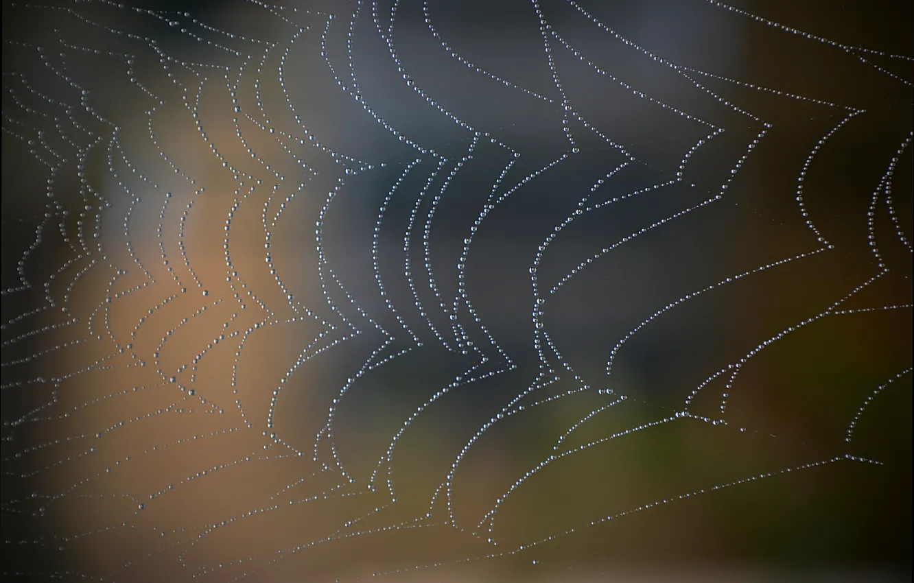 Photo wallpaper Macro, Drops, Web, Bokeh, Bokeh, Macro, Drops