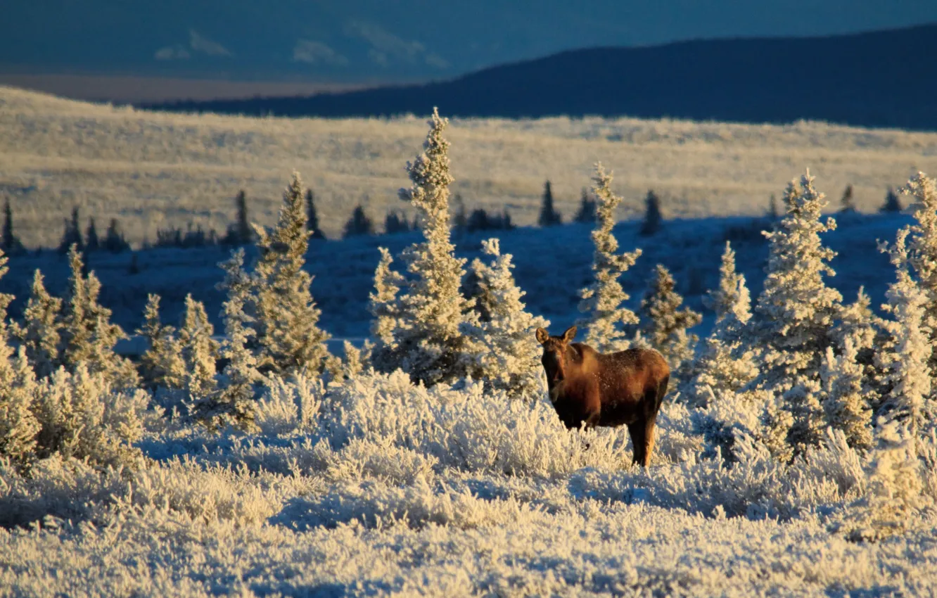 Photo wallpaper Alaska, winter, sunlight, meadow, wildlife, moose, United Staes