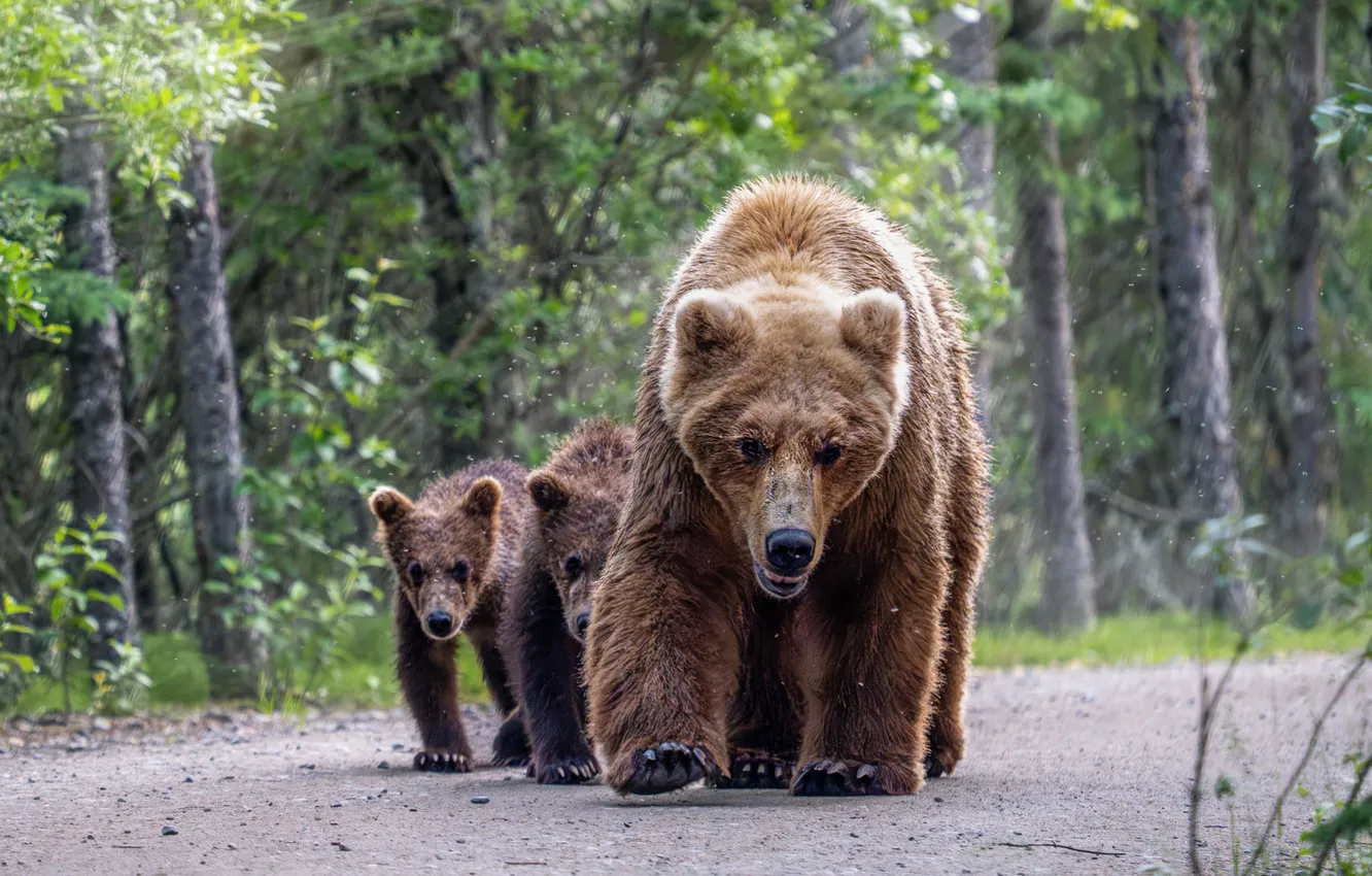 Photo wallpaper road, forest, light, trees, nature, bear, bear, walk