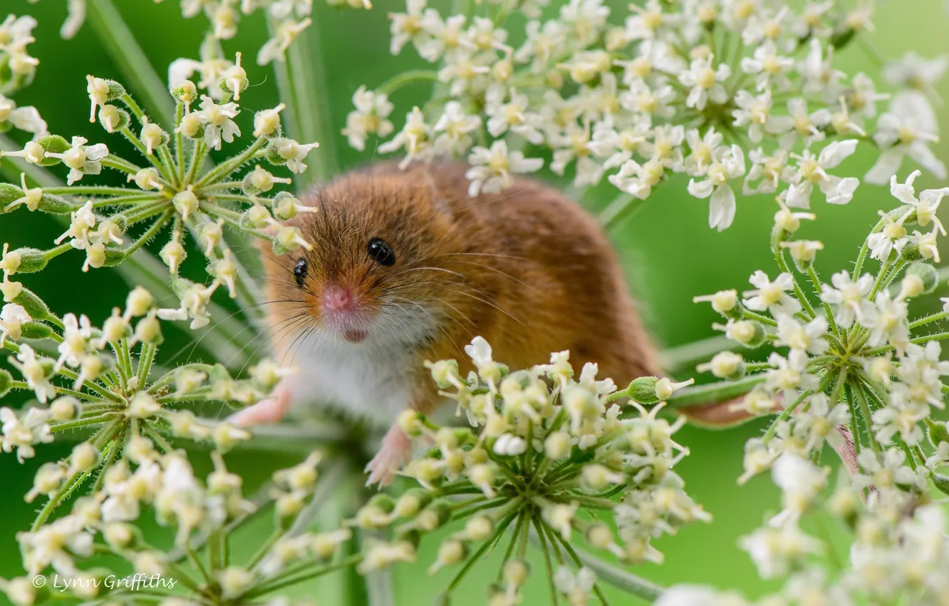 Photo wallpaper macro, plant, mouse, rodent, the mouse is tiny