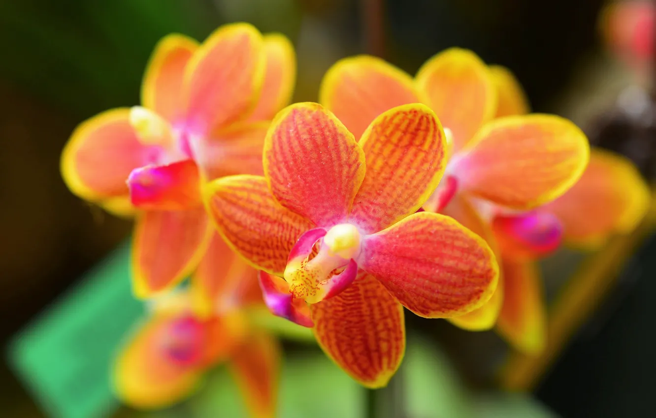 Photo wallpaper macro, flowers, orchids, orchid