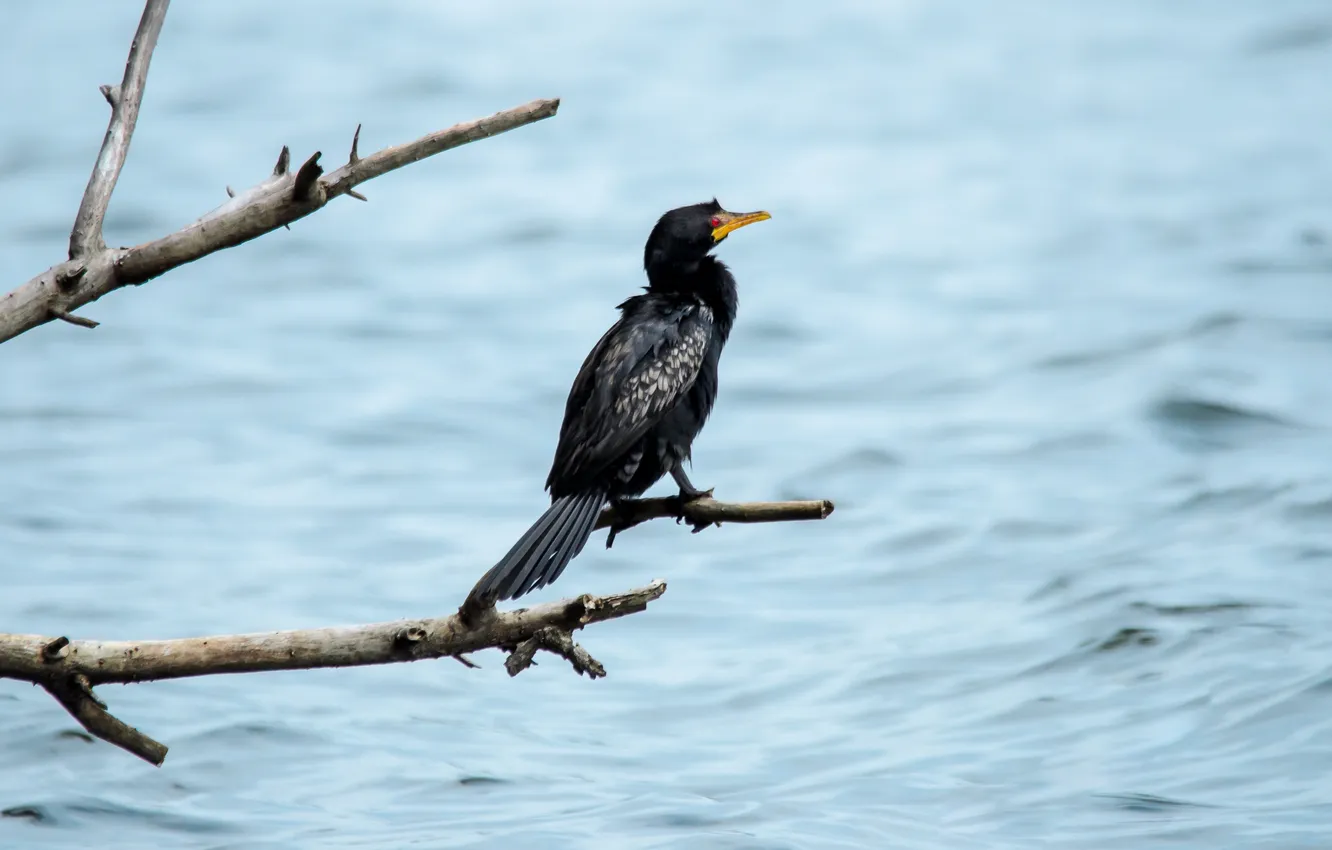 Photo wallpaper branches, lake, river, red eyes, black bird