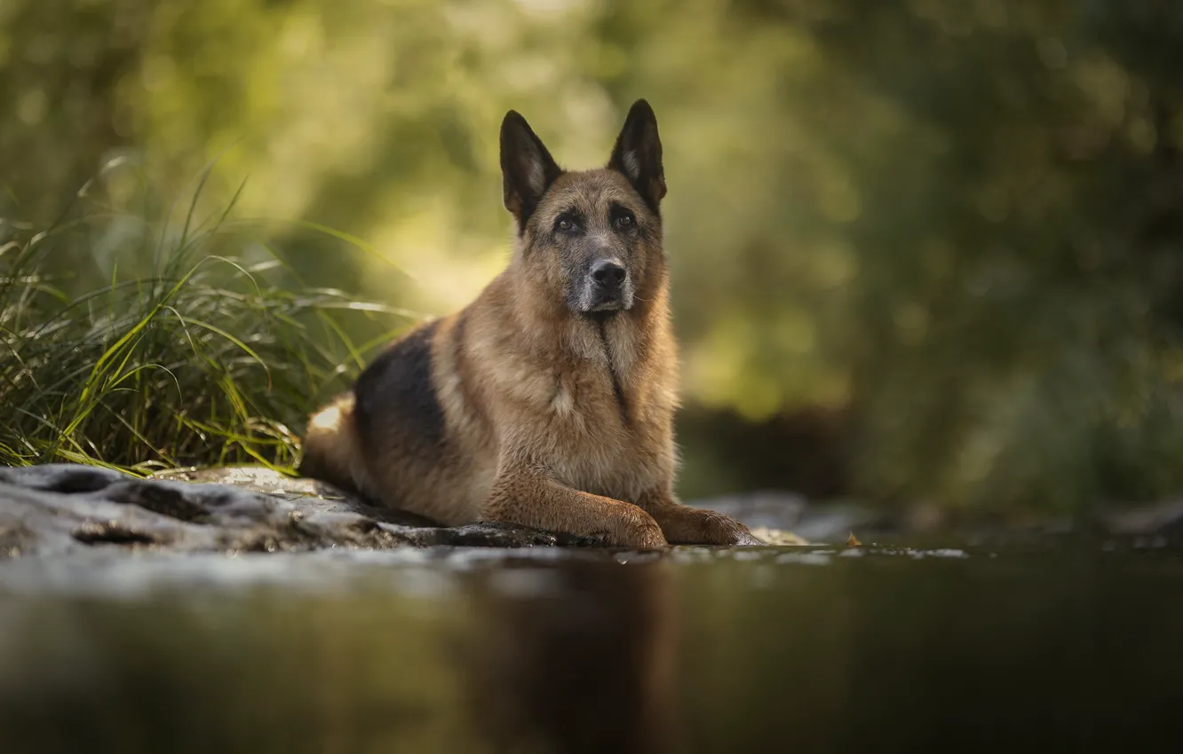 Photo wallpaper water, dog, breed, handsome, shepherd