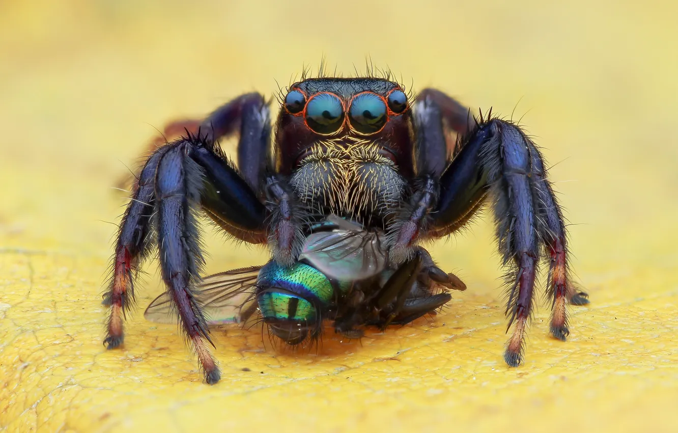 Photo wallpaper macro, nature, spider