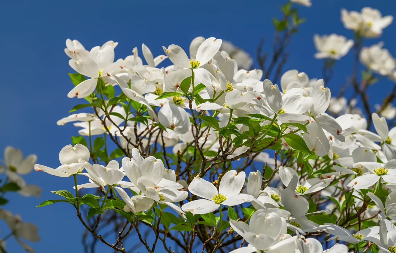 Photo wallpaper the sky, trees, branches, nature, white flowers, dogwood