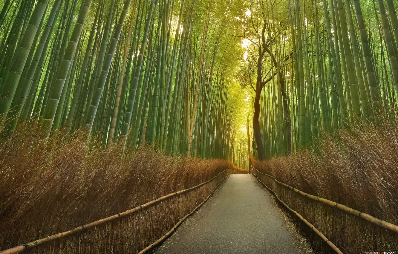 Photo wallpaper road, bamboo, pass
