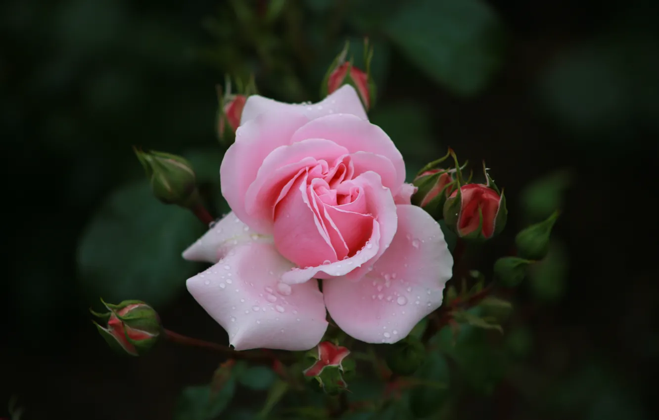 Photo wallpaper Park, roses, Hanover