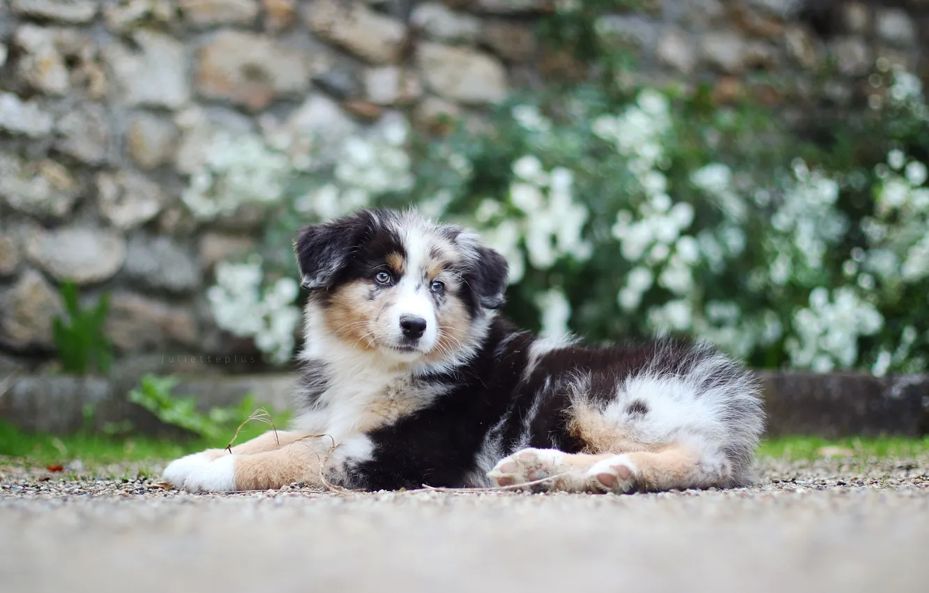 Photo wallpaper look, each, dog