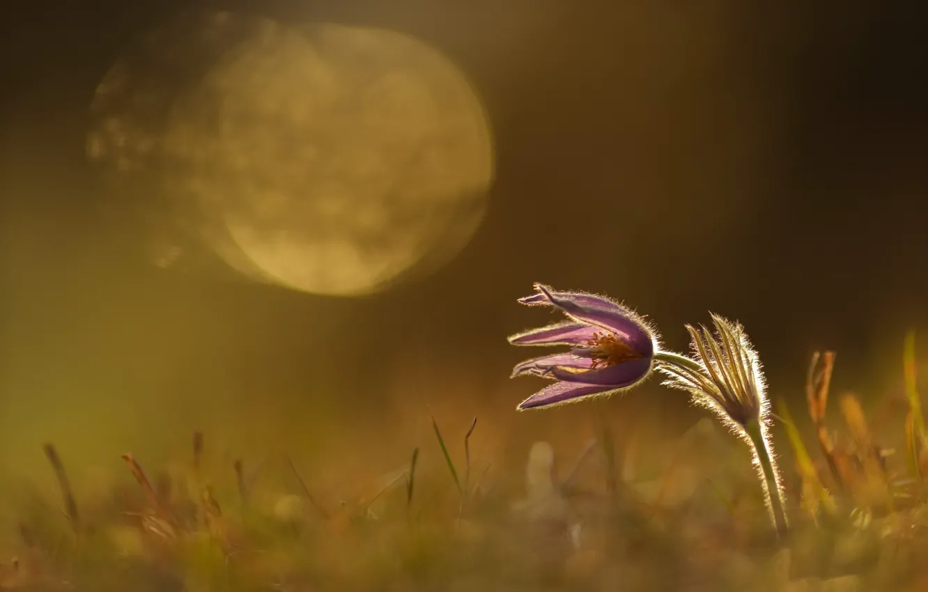 Photo wallpaper flowers, nature, spring