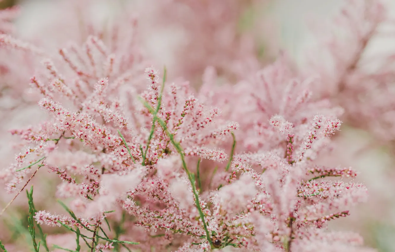 Photo wallpaper flowers, plant, spring, Tamarix