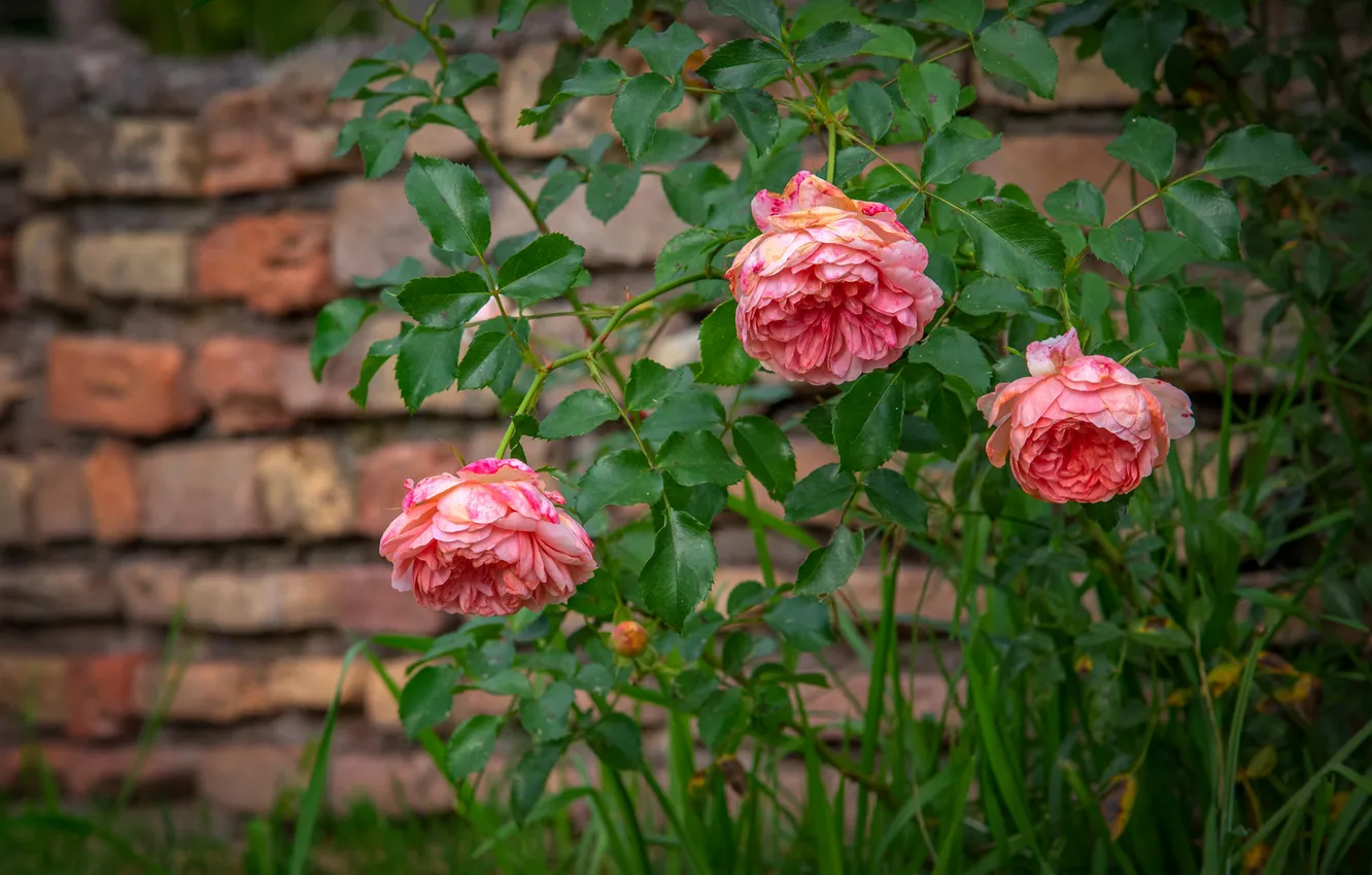 Photo wallpaper grass, leaves, flowers, roses, garden, pink, trio, brick wall