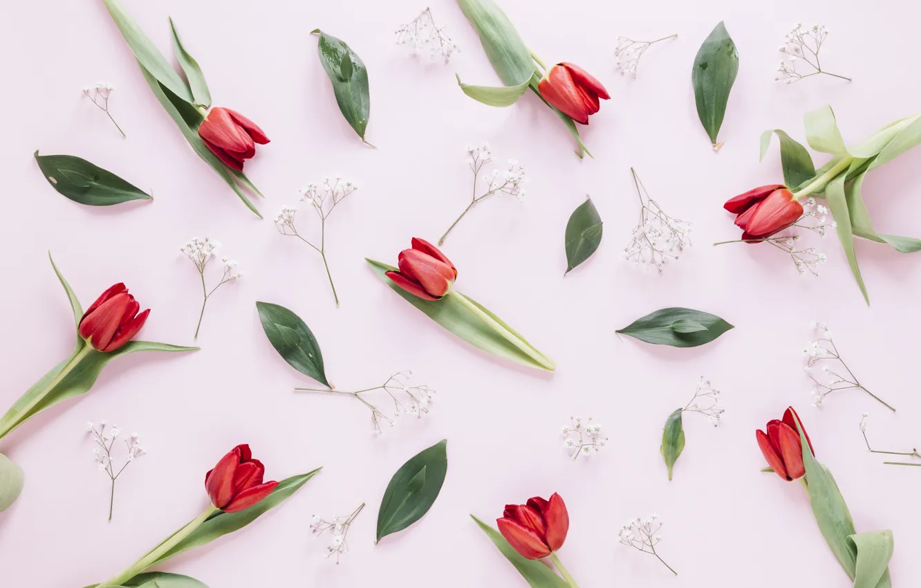 Photo wallpaper flowers, red, tulips, red, flowers, tulips