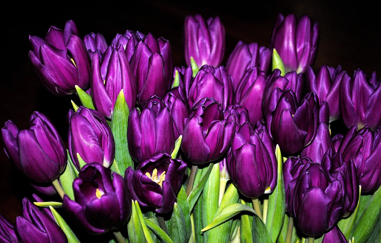 Photo wallpaper bouquet, purple, tulips, buds