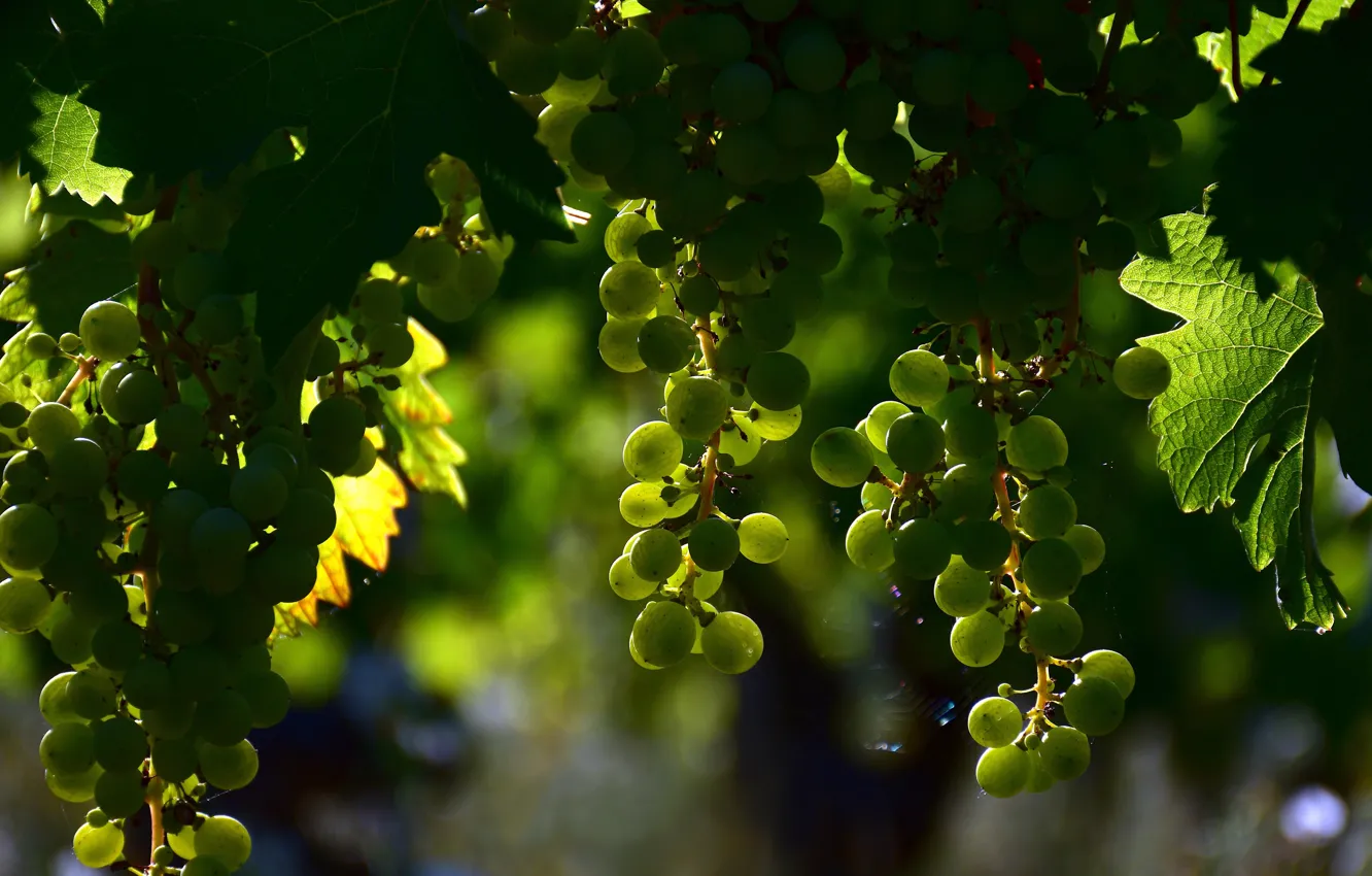 Photo wallpaper leaves, light, green, shadow, fruit, grapes, vineyard, bokeh