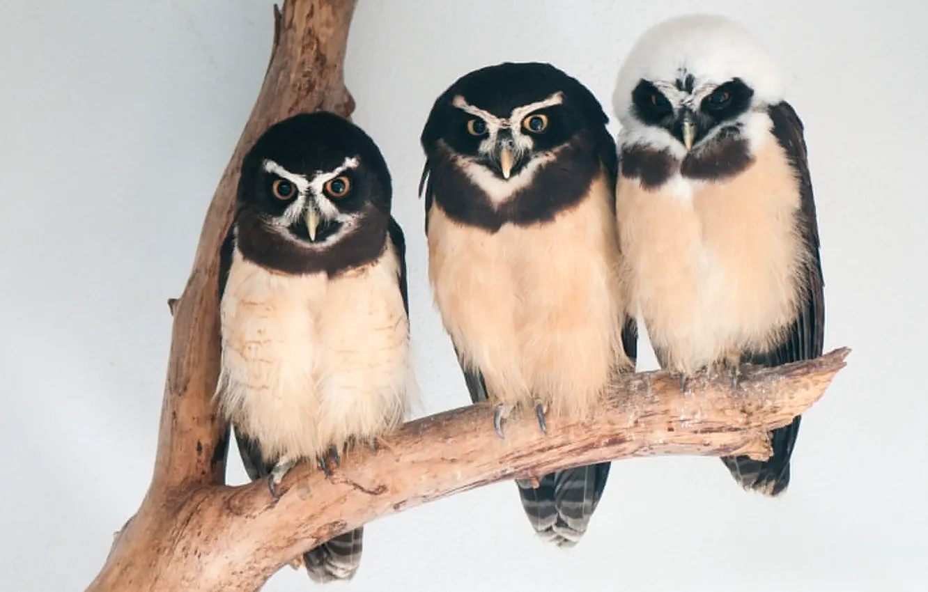 Photo wallpaper animals, bird, birds, three, animal, owl, Owls