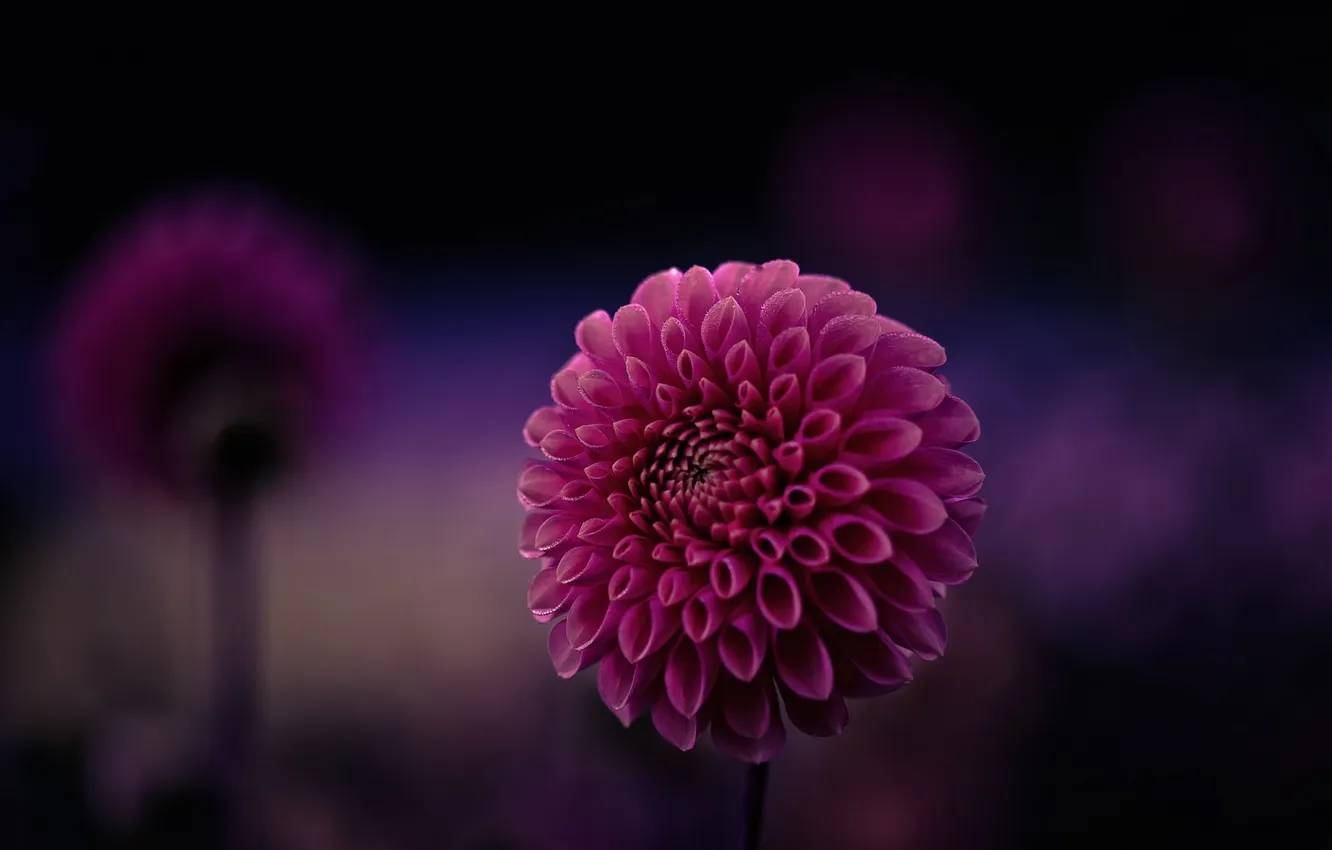 Photo wallpaper macro, flowers, background, Wallpaper