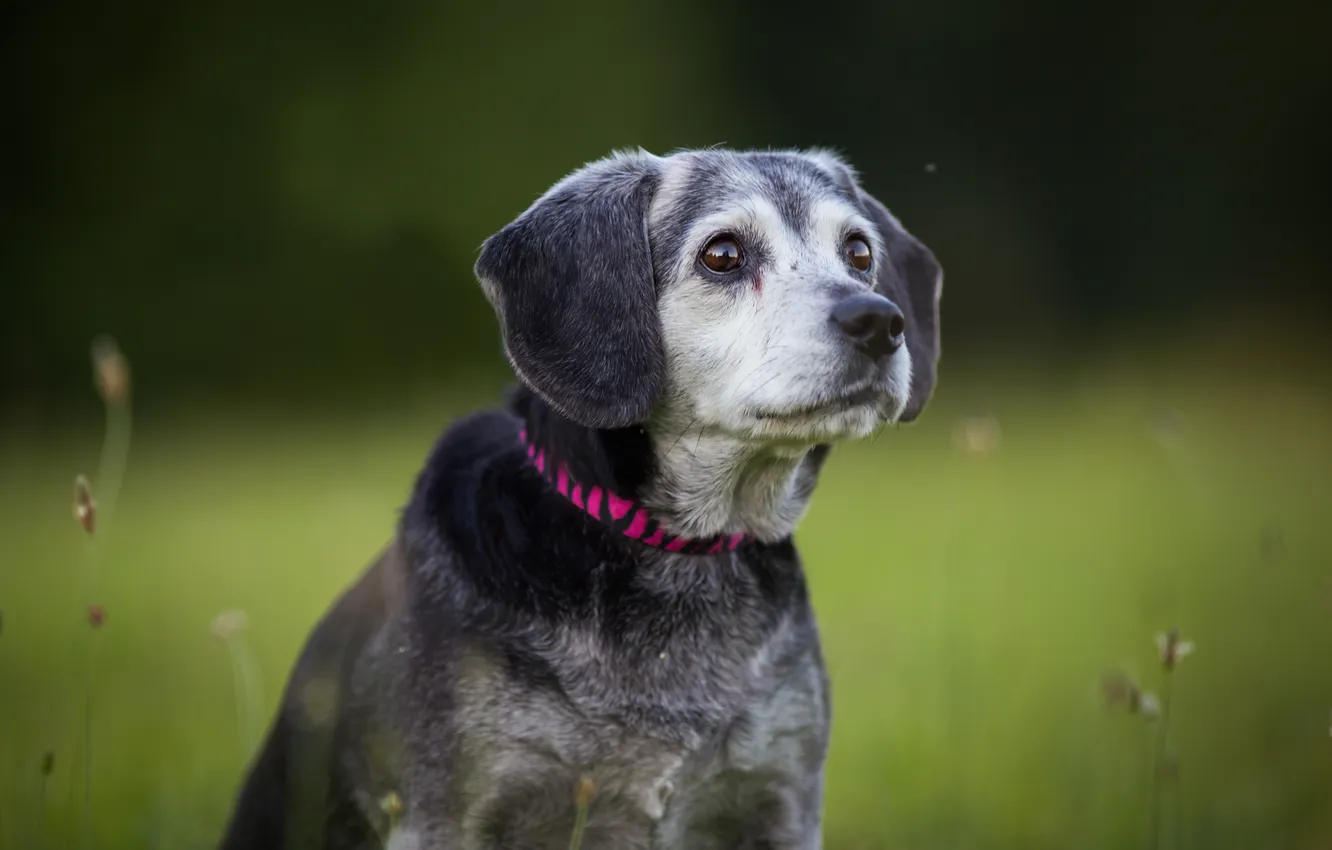 Photo wallpaper look, each, dog