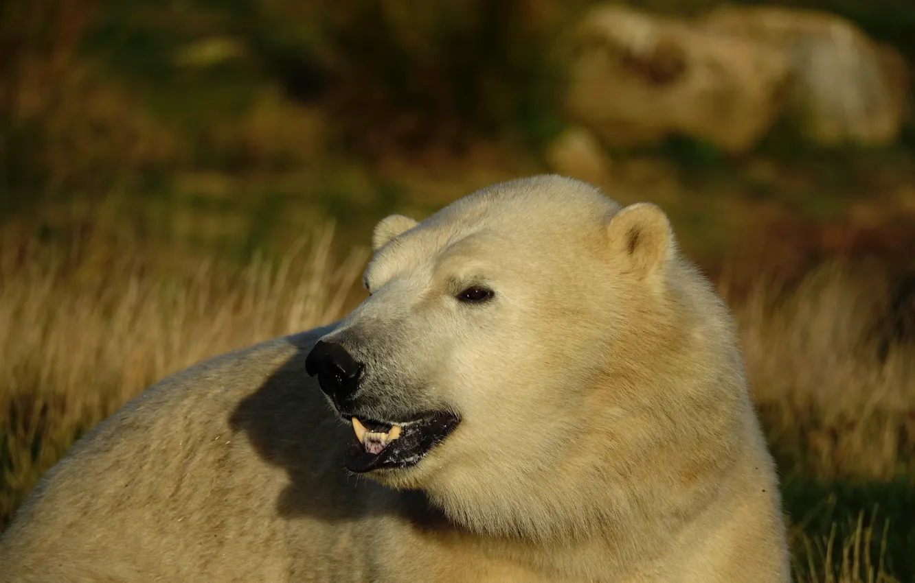 Photo wallpaper white, look, face, light, background, portrait, bear, bear