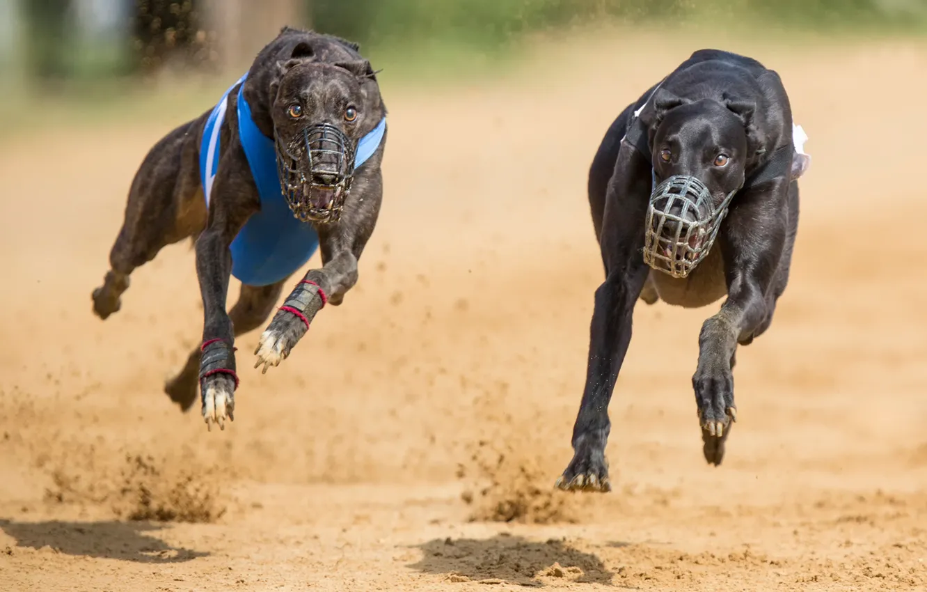 Photo wallpaper running, the muzzle, two dogs