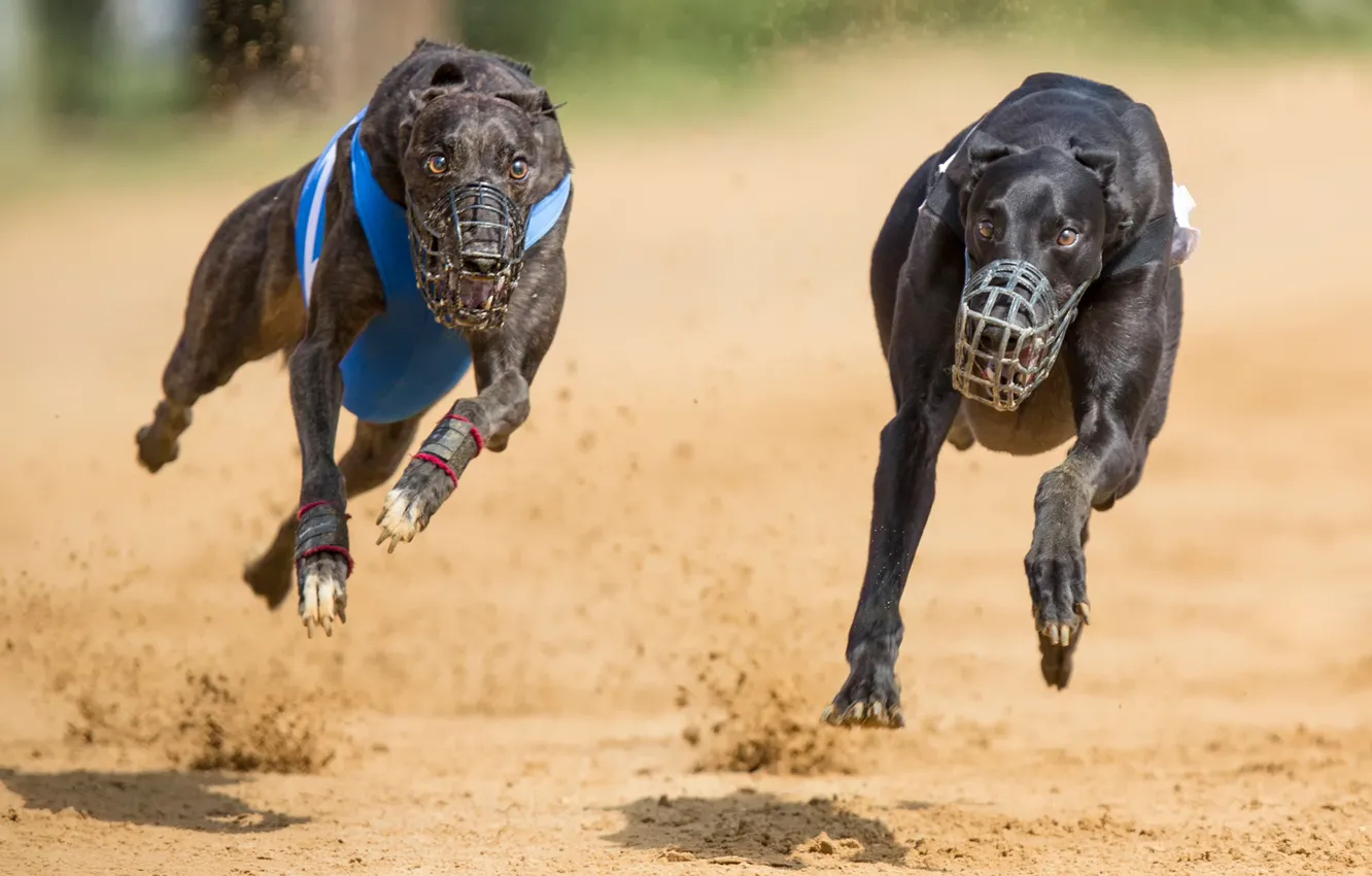 Photo wallpaper running, two dogs, muzzles