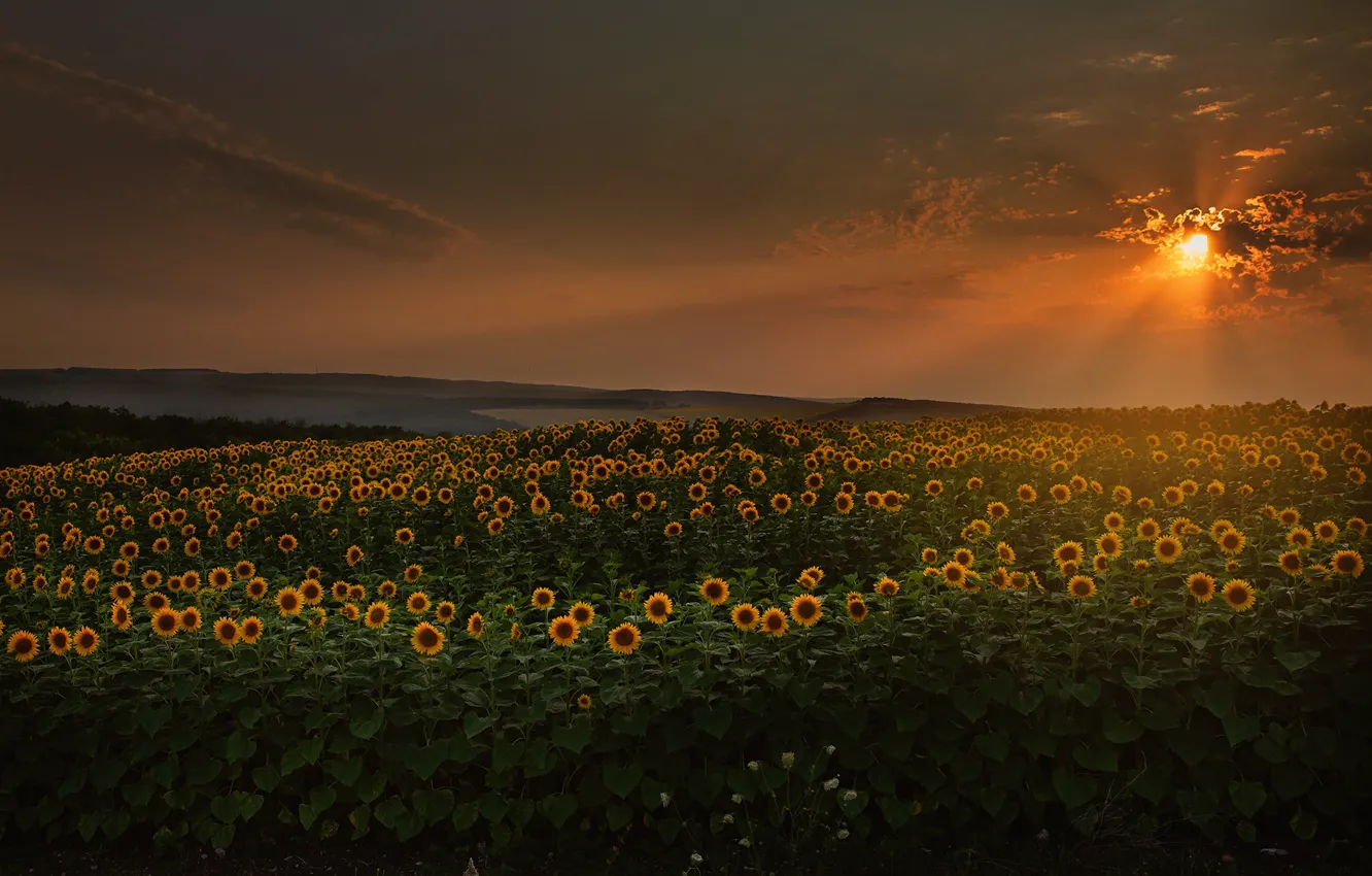 Photo wallpaper field, summer, the sky, the sun, clouds, sunflowers, sunset, flowers
