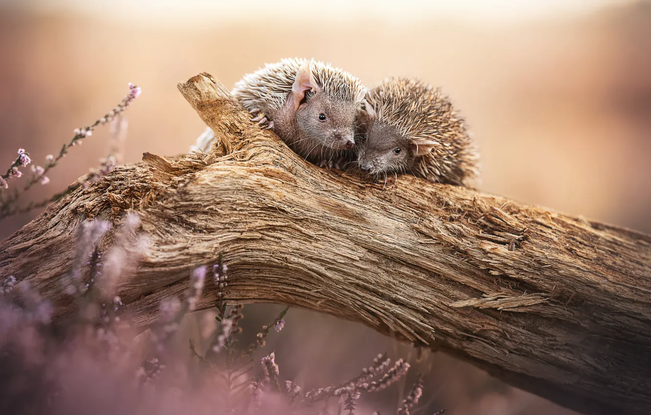 Photo wallpaper background, snag, a couple, hedgehogs, Heather, two hedgehogs