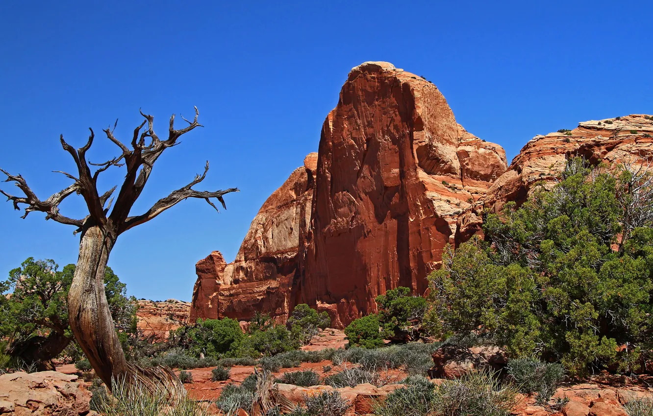 Photo wallpaper rock, tree, Utah, USA, Canyonlands