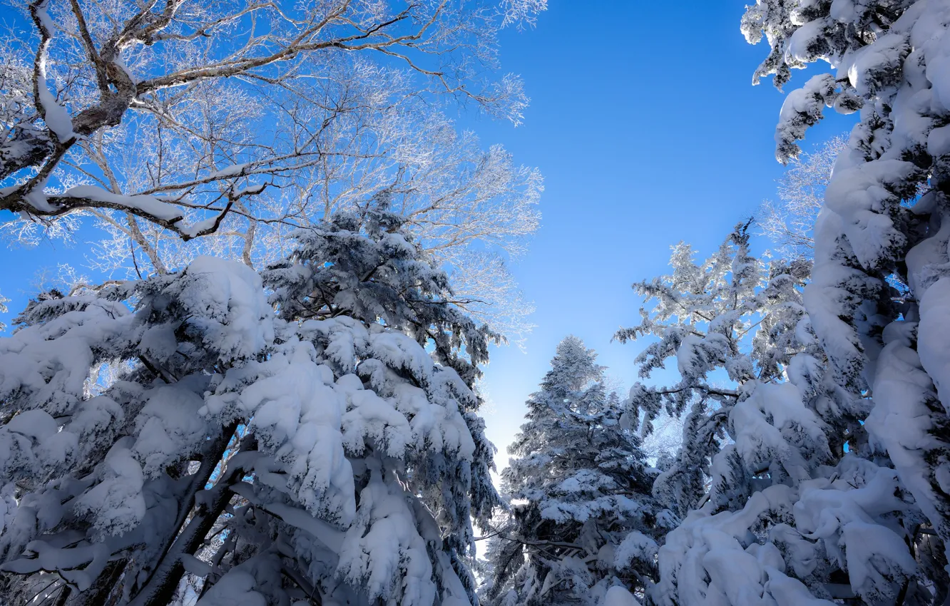 Photo wallpaper winter, frost, forest, the sky, light, snow, trees, branches