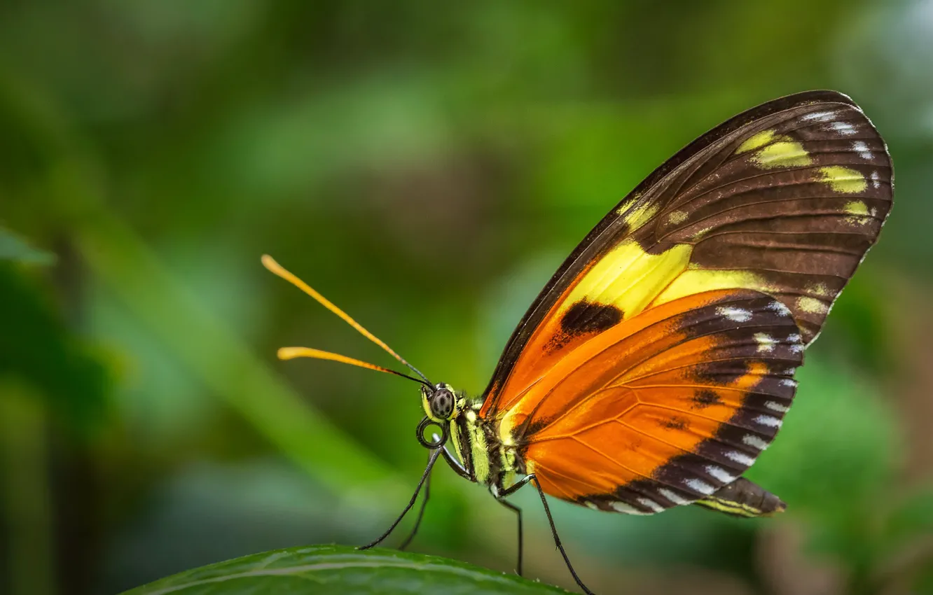 Photo wallpaper macro, orange, nature, butterfly, leaf, plant, insect, green background