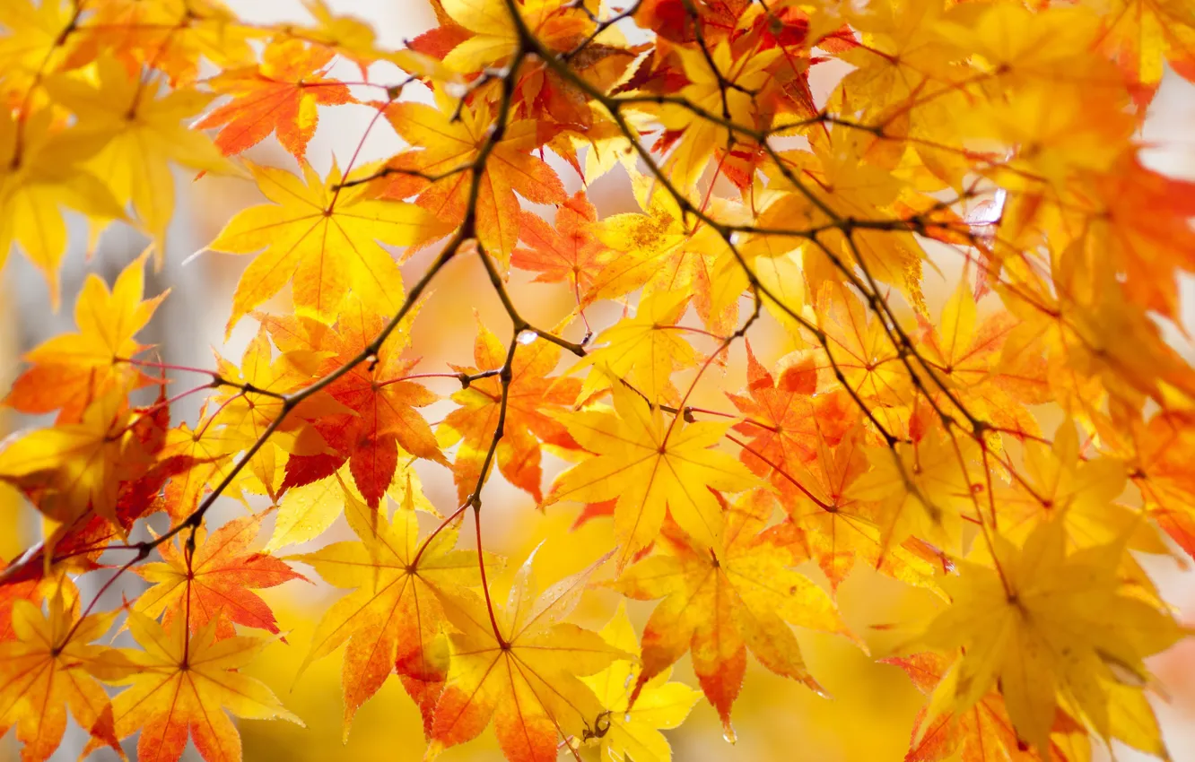 Photo wallpaper autumn, leaves, nature, yellow, it 's time of the year