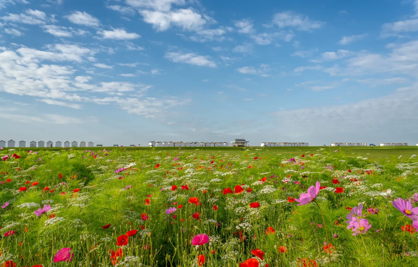 Photo wallpaper greens, field, summer, the sky, clouds, flowers, red, shore