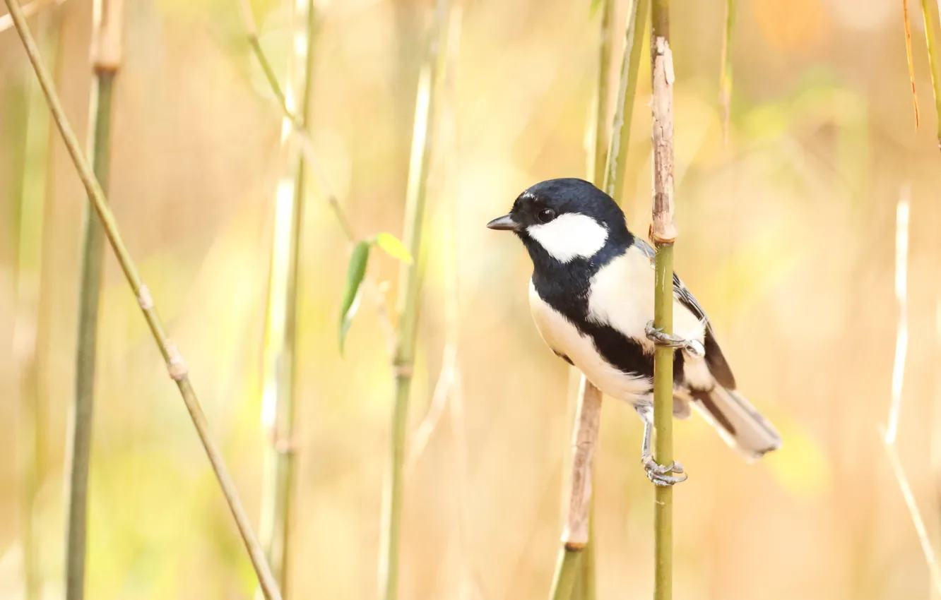 Photo wallpaper branches, bird, tit