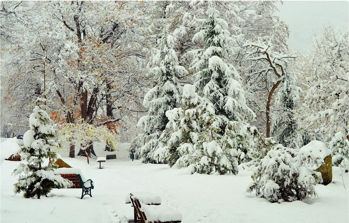 Photo wallpaper Winter, Trees, Snow, Park, Winter, Frost, Park, Snow