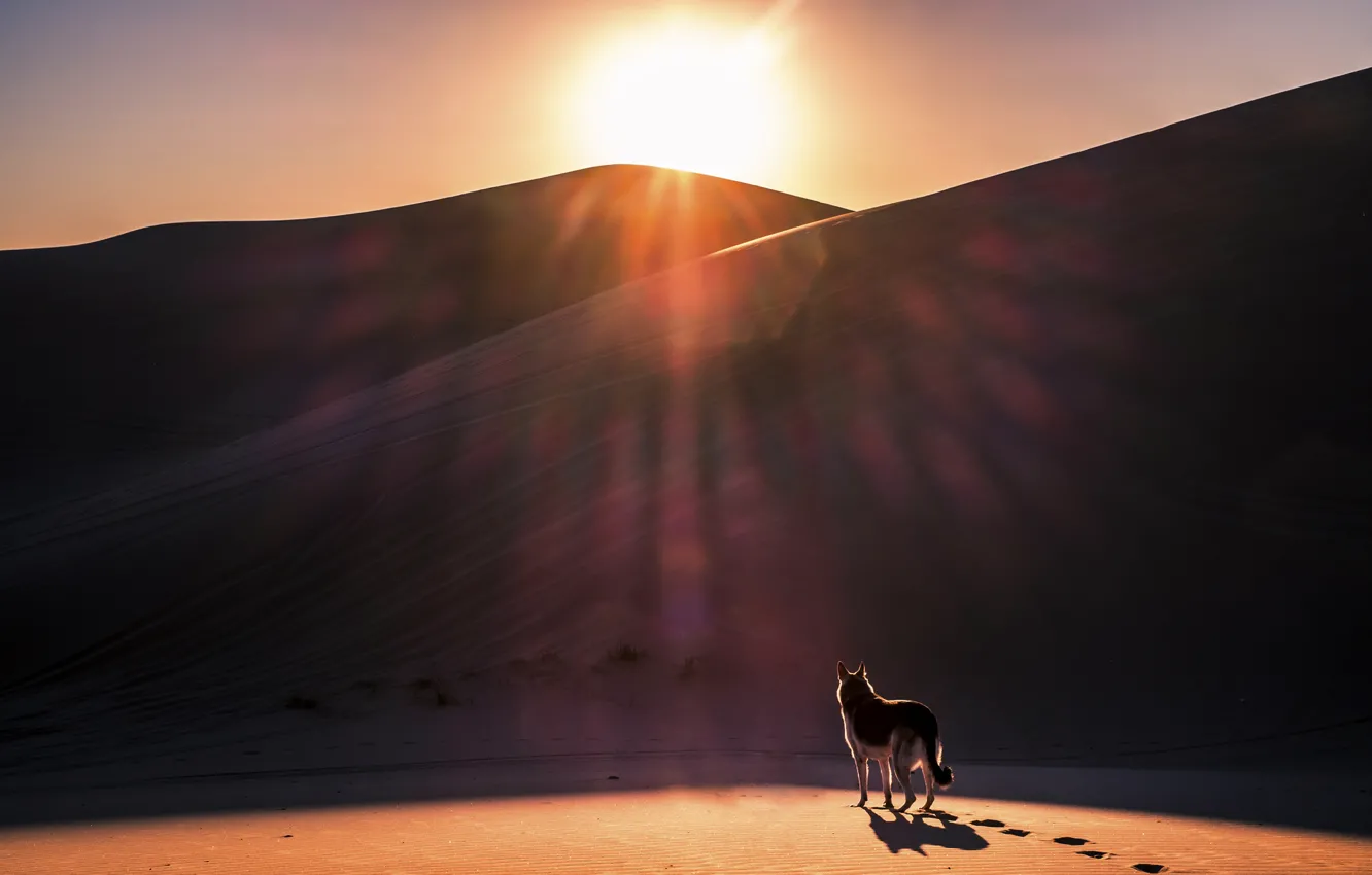 Photo wallpaper sand, the sun, desert, dog