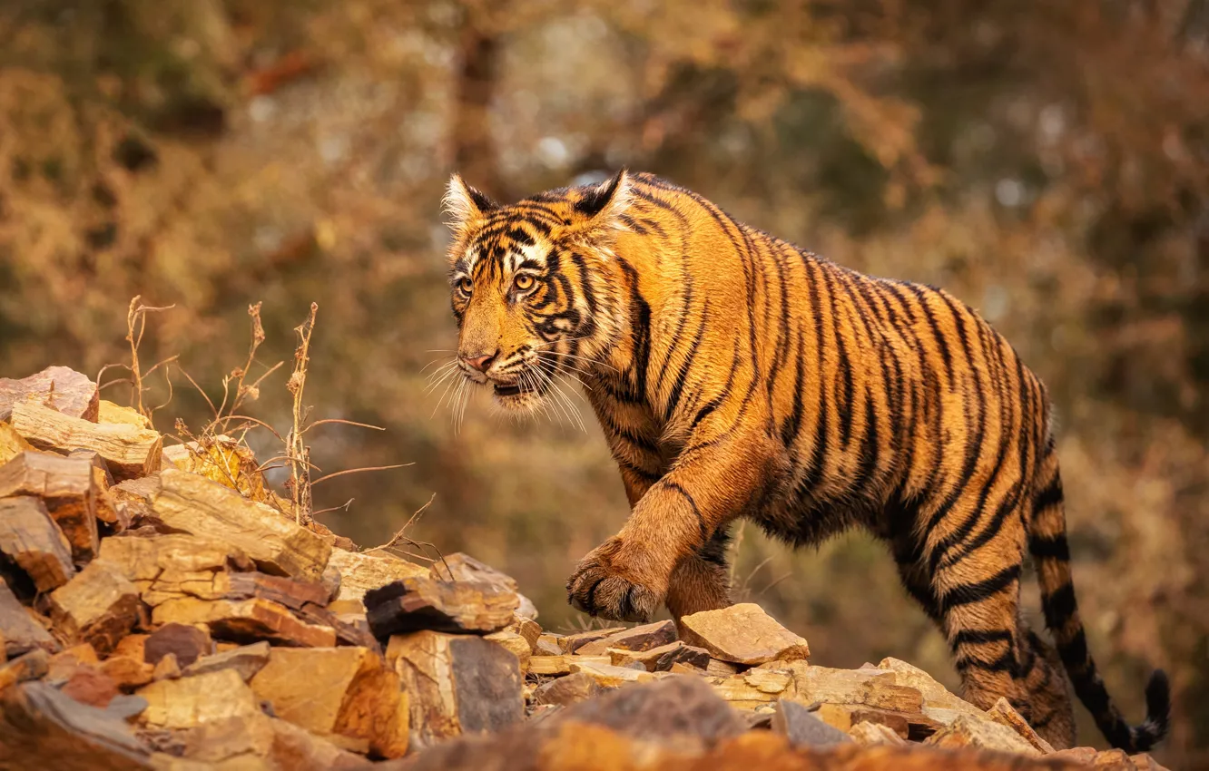 Photo wallpaper tiger, predator, wild cat