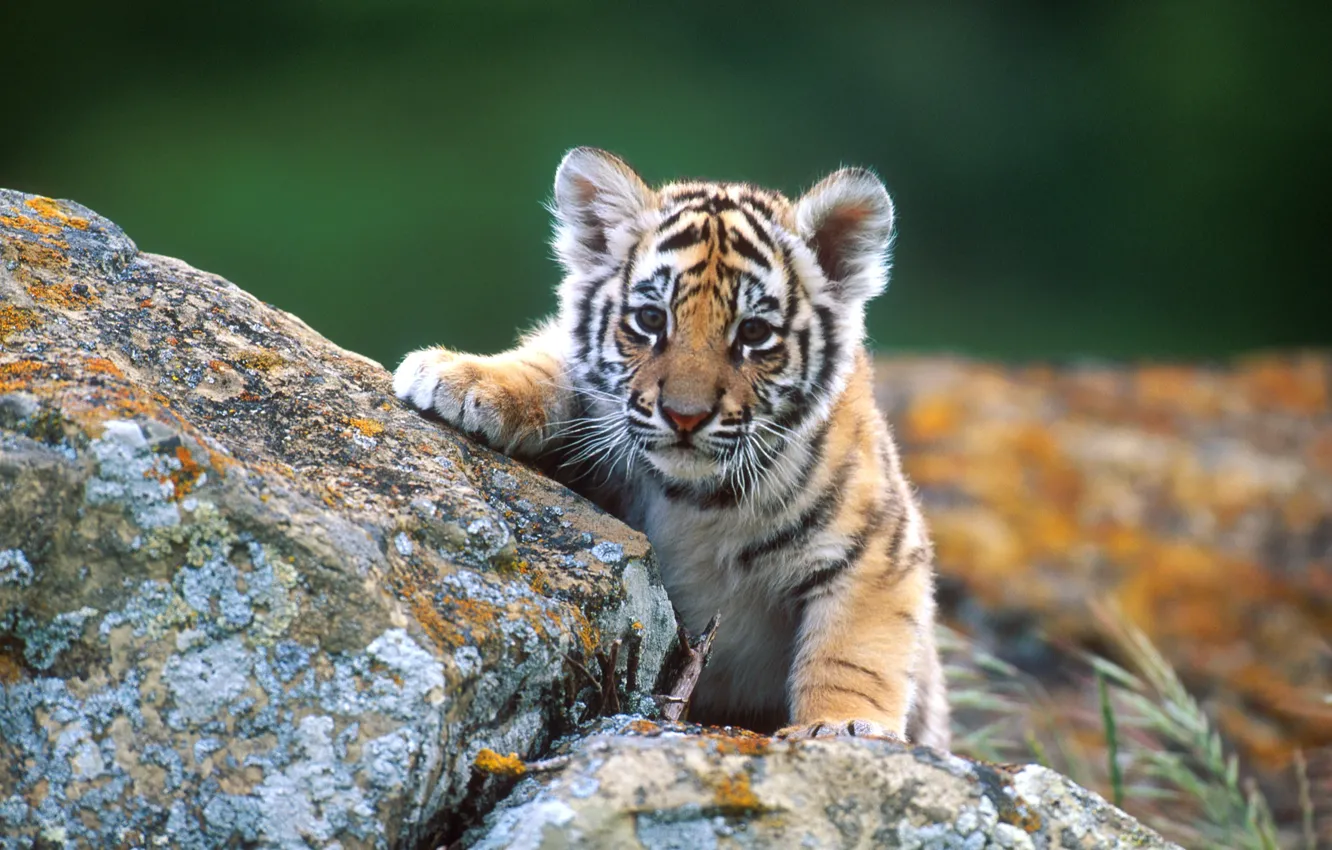 Photo wallpaper look, stones, animal, wildlife, tiger