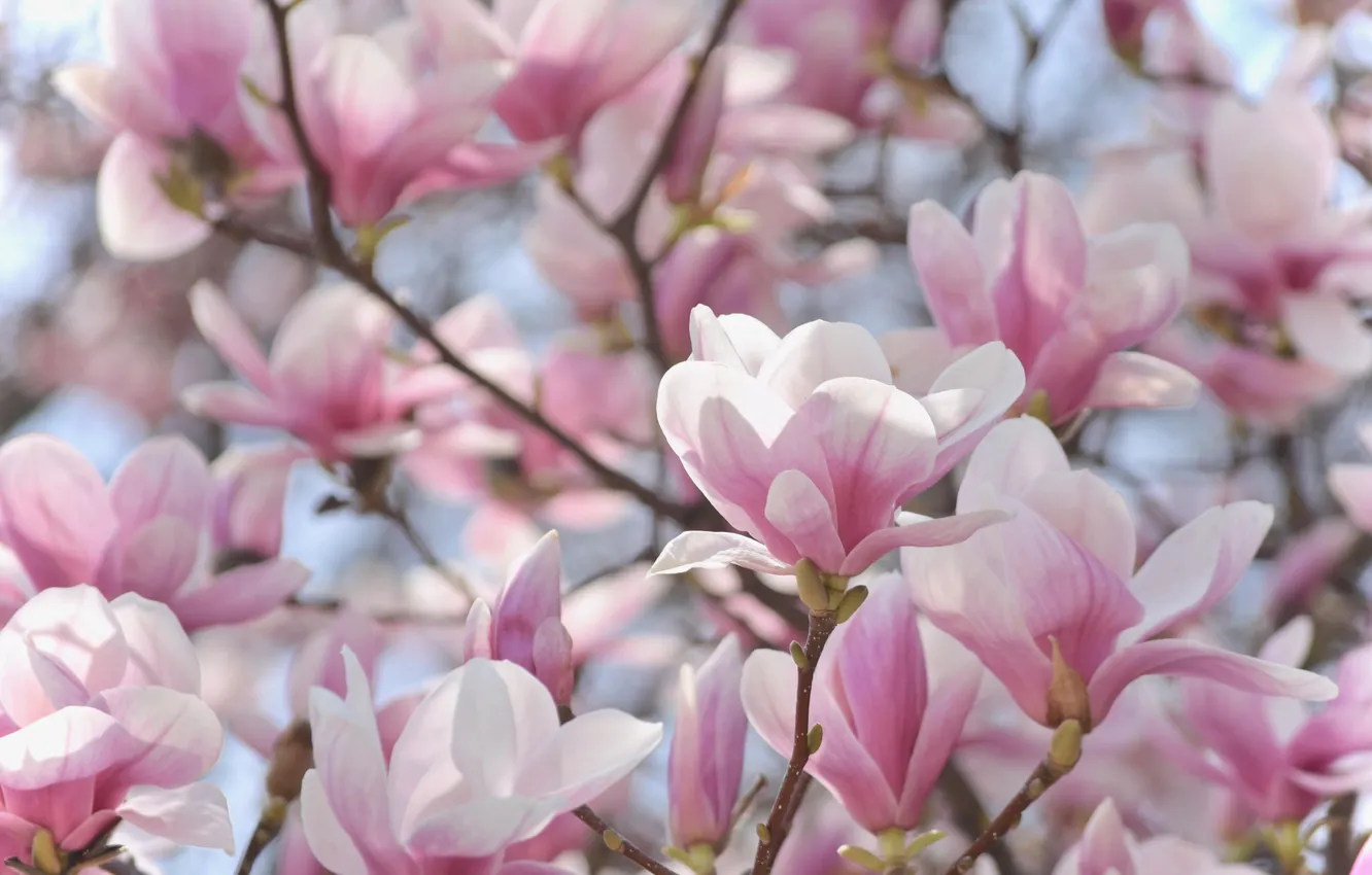 Photo wallpaper pink, tenderness, beauty, spring, flowering, Magnolia