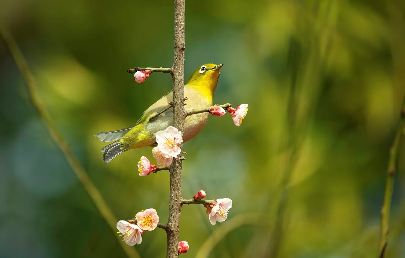 Photo wallpaper flowers, branches, bird, beauty, blur, spring, Sakura, bird